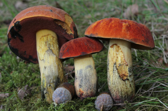 Картинка природа грибы лес листья трава подосиновики