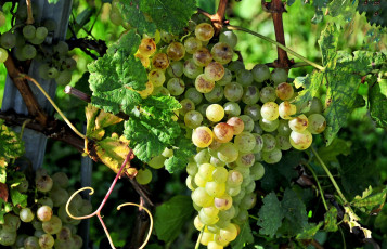 Картинка природа Ягоды +виноград лоза