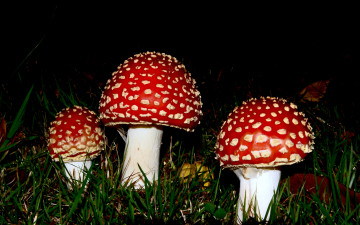 Картинка природа грибы +мухомор мухоморы трава лес листья