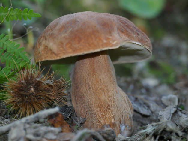 Обои картинки фото природа, грибы, боровик, трава, листья, лес