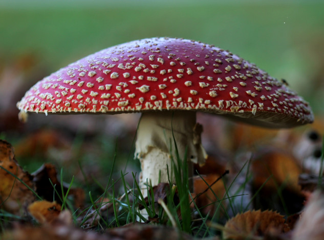Обои картинки фото природа, грибы,  мухомор, мухомор, трава, осень, лес
