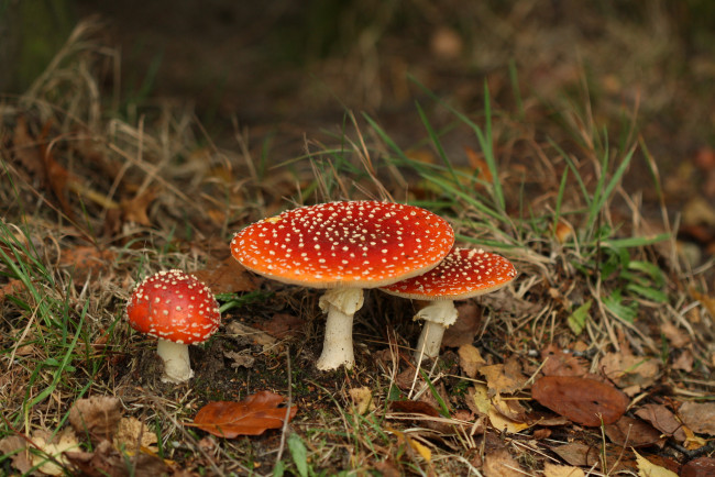 Обои картинки фото природа, грибы,  мухомор, мухоморы, трава, листья, лес