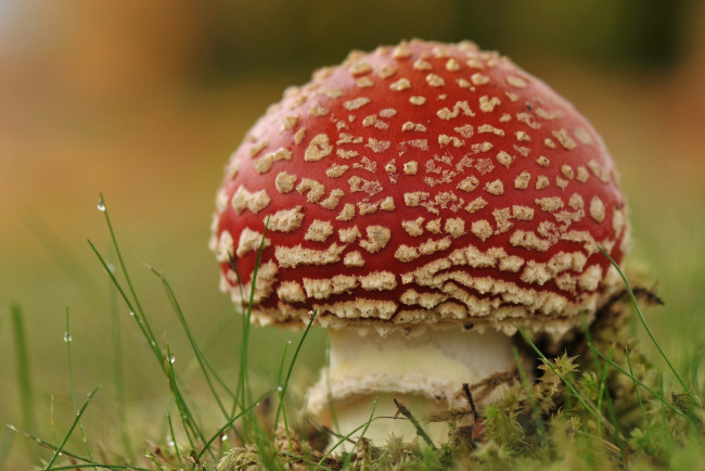 Обои картинки фото природа, грибы,  мухомор, трава, листья, мухомор, лес