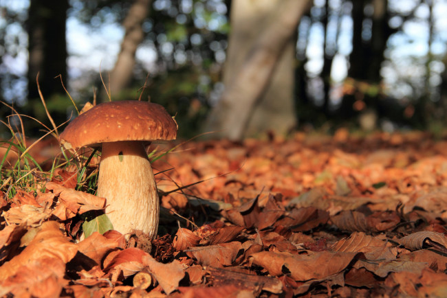 Обои картинки фото природа, грибы, боровик, трава, лес, листья