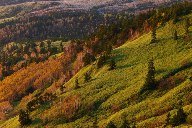 Обои картинки фото природа, пейзажи, трава, пейзаж, ели, склон