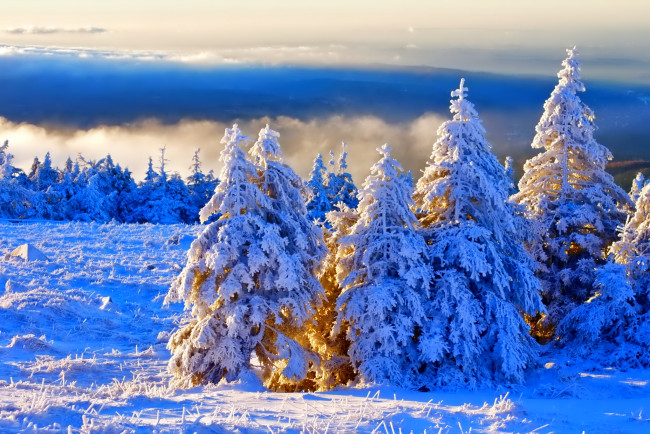 Обои картинки фото природа, зима, снег, ели