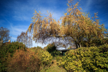 Картинка природа деревья береза кусты