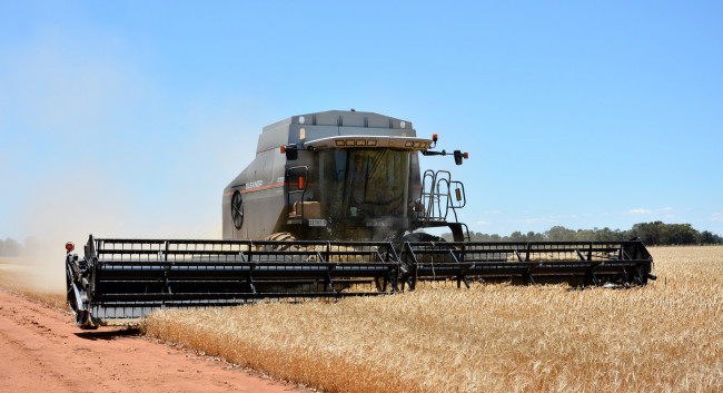 Обои картинки фото техника, комбайны, комбайн, поле