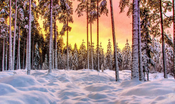 Картинка природа зима снег лес