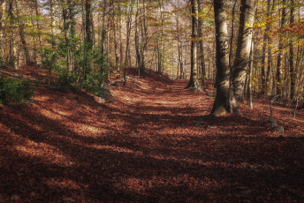 Картинка природа дороги тракт