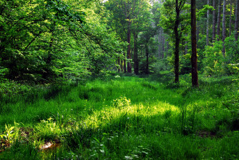 Картинка природа лес деревья