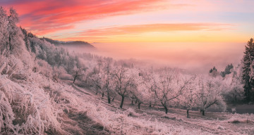 Картинка природа зима иней деревья