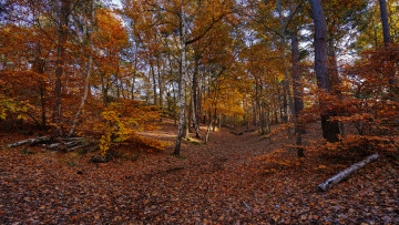 Картинка природа лес деревья