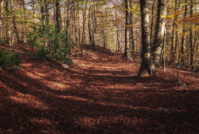 Обои картинки фото природа, дороги, тракт