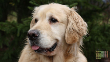 Картинка календари животные морда собака взгляд 2018