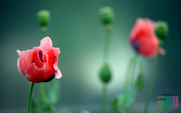 Картинка календари цветы лепестки 2018