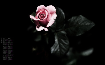 Картинка календари цветы роза 2018