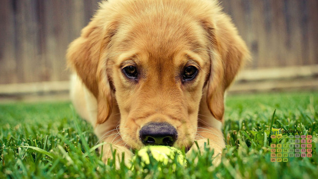 Обои картинки фото календари, животные, 2018, собака, морда