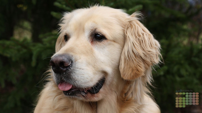 Обои картинки фото календари, животные, морда, собака, взгляд, 2018