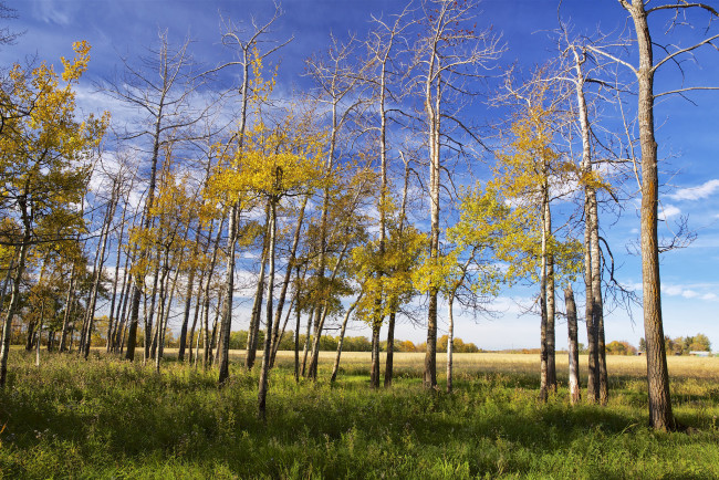 Обои картинки фото природа, деревья, простор