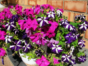 Картинка цветы петунии +калибрахоа