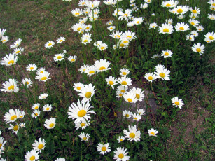 Картинка цветы ромашки клумба много