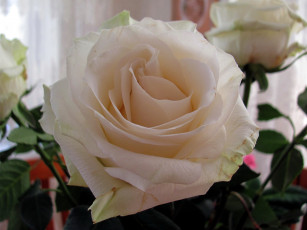 Картинка цветы розы бутон