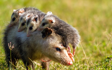 Картинка opossum животные опоссумы опоссум опоссумовые зверёк мех хвостик мордочка млекопитающие