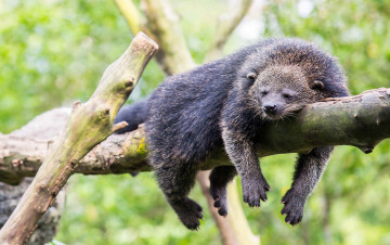 Картинка binturong животные бинтуронги бинтуронг млекопитающие виверровые хищники шерсть морда когти хвост