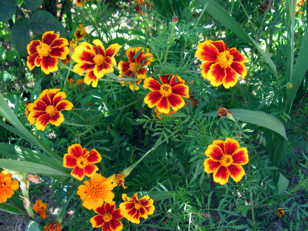 Обои картинки фото цветы, бархатцы, тагетес