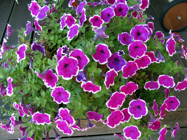 Обои картинки фото цветы, петунии,  калибрахоа