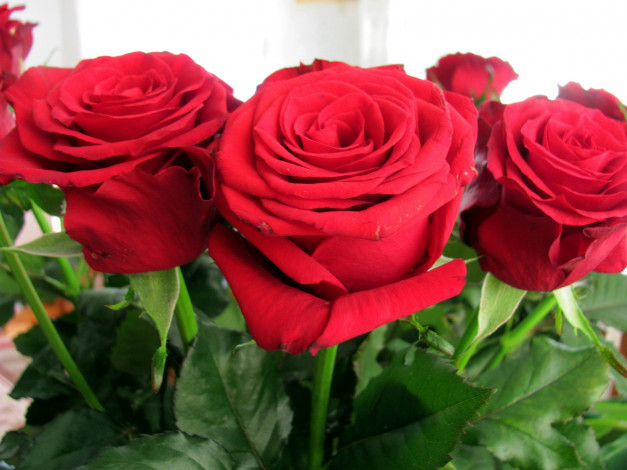 Обои картинки фото цветы, розы, бутоны