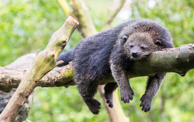 Обои картинки фото binturong, животные, бинтуронги, бинтуронг, млекопитающие, виверровые, хищники, шерсть, морда, когти, хвост