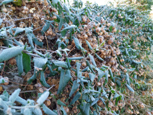 Картинка природа листья хмель