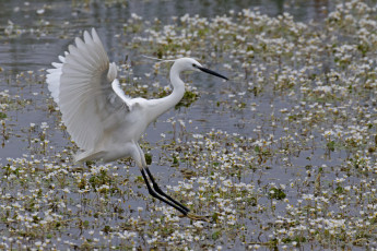 Картинка животные цапли +выпи цапля