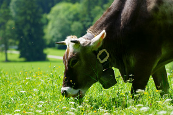 обоя животные, коровы,  буйволы, корова