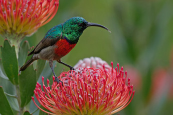 Картинка животные птицы птица