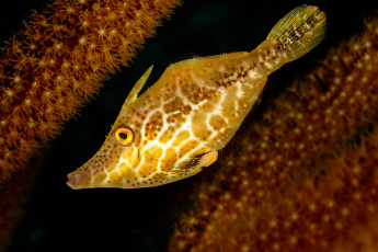 Картинка животные рыбы рыба