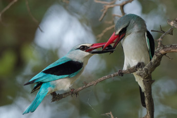 Картинка животные зимородки птицы