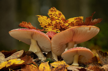 Картинка природа грибы +мухомор