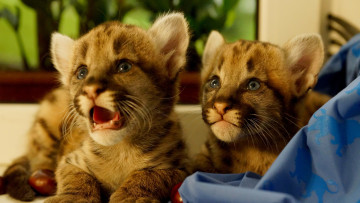 обоя животные, пумы, пума