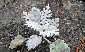 Картинка природа листья