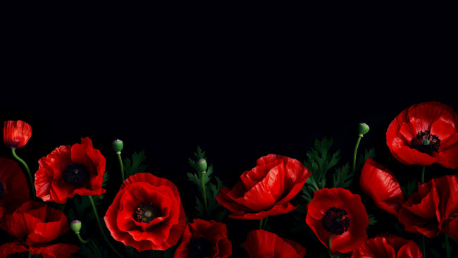 Обои картинки фото рисованное, цветы, маки, красные, черный, фон, композиция