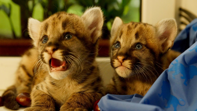 Обои картинки фото животные, пумы, пума