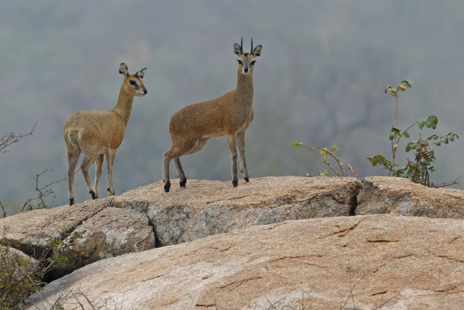 Обои картинки фото животные, козы, пара