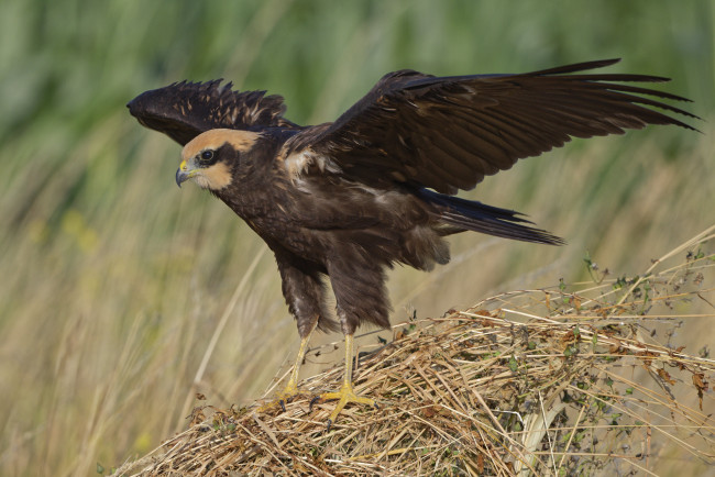 Обои картинки фото животные, птицы - хищники, хищник