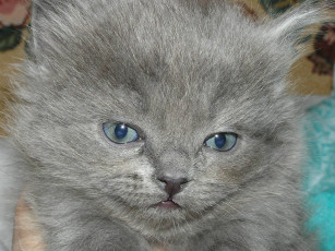 Картинка животные коты