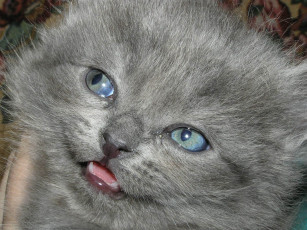 Картинка животные коты