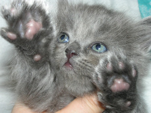 Картинка животные коты