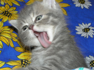 Картинка животные коты